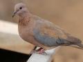 कबूतर जा जा जा.. ; भाेवरी या प्रजातीवर पहिलेच जागतिक संशोधन - Marathi News | Pigeon go go go go; The first global research on pigeon species | Latest nagpur News at Lokmat.com