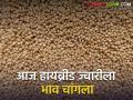 आज हायब्रीड ज्वारीला भाव चांगला, कोणत्या बाजार समितीत किती मिळतोय भाव? - Marathi News | Today hybrid sorghum price is good, how much price is getting in which market committee? | Latest agriculture News at Lokmat.com