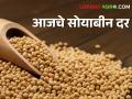 Soyabean Rates : मागच्या हंगामातील सोयाबीनला या हंगामात किती मिळतोय दर? - Marathi News | Soyabean Rates market yard maharashtra How much rate last season soybeans this season? | Latest agriculture News at Lokmat.com