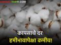 कापसाचे दर हमीभावापेक्षा कमीच! जाणून घ्या आजचे दर - Marathi News | maharashtra farmer todays Cotton prices less than guaranteed Know rates | Latest agriculture News at Lokmat.com