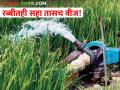 साहेब ! रब्बीतही सहा तासच वीज; पिकांना पाणी देणार तरी कसे? - Marathi News | Sir! Only six hours of electricity even in Rabi; How to water crops? | Latest agriculture News at Lokmat.com