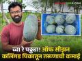 Karmala Young Farmer: आंतरपिकांचा बादशाहा! पेरूमध्ये बिगरहंगामी कलिंगडाची लागवड; करमाळ्यातील तरूणाची लाखोंची कमाई - Marathi News | young man from Karmala earns millions Farmer vinod navale King of intercrop system Unseasonal Cultivation of watermelon in guava | Latest agriculture News at Lokmat.com