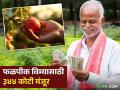 Crop Insurance : फळपीक विमा योजनेसाठी ३४४ कोटी मंजूर! पण केवळ 'या' शेतकऱ्यांना मिळणार लाभ - Marathi News | Horticulture Crop Insurance Scheme Latest Updates 344 crore approved farmers will get benefit | Latest agriculture News at Lokmat.com