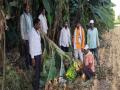 केळीने सजलेली बाग व्यापाऱ्यांच्या प्रतिक्षेत - Marathi News | Banana decorated garden waiting for traders | Latest dhule News at Lokmat.com