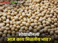 सोयाबीनचे भाव काही चढेनात, आज पिवळ्या सोयाबीनला मिळाला क्विंटलमागे... - Marathi News | | Latest agriculture News at Lokmat.com