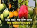 फळपिक विमा व रब्बी पिक विमा योजनेसाठी मुदतवाढ - Marathi News | Extension for application of Fruit Crop Insurance and Rabi Crop Insurance Scheme | Latest agriculture News at Lokmat.com