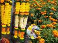 दसऱ्यासाठी विकतचे महागडे हार कशाला? घरीच करा झेंडूच्या फुलांचे विकतसारखे सुंदर हार, पाहा सोप्या पद्धती... - Marathi News | Know How to Make Marigold Flowersa garland for Dasra Zendu Har : Why buy expensive garland for Dussehra? Make beautiful marigold Garland at home, see simple methods... | Latest sakhi News at Lokmat.com