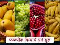 Crop Insurance : शेतकऱ्यांनो...! फळपीक विम्यासाठी अर्ज करा; 'ही' आहे अंतिम मुदत - Marathi News | Applications for the Fruit Crop Insurance Scheme have started 'This' is the deadline | Latest agriculture News at Lokmat.com