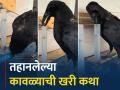 VIDEO : कावळ्याने खरी ठरवली प्रचलित कथा, पाण्याने भरलेल्या ट्यूबमध्ये टाकले दाणे आणि मग.... - Marathi News | Crow put stone in water to take out food Instagram viral video | Latest social-viral News at Lokmat.com