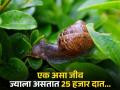 या छोट्याशा जीवाला असतात 25 हजार दात, इतर गोष्टीही वाचून व्हाल अवाक्... - Marathi News | Snail small creature has 25 thousand teeth | Latest jarahatke News at Lokmat.com