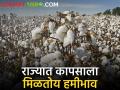 Cotton Market Yard: राज्यात कापसाला मिळतोय हमीभावाहून अधिक दर, नक्की काय परिस्थिती? - Marathi News | | Latest agriculture News at Lokmat.com