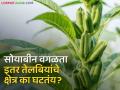 Crop Pattern : सूर्यफूल, तीळ, भुईमुगाचे क्षेत्र दिवसेंदिवस का घटतंय? पारंपारिक पिकांकडे शेतकऱ्यांची पाठ - Marathi News | | Latest agriculture News at Lokmat.com