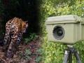 ‘व्याघ्र संवर्धन’ : ज्ञानगंगात ८० ट्रॅप कॅमेरे - Marathi News |  'Tiger Conservation': 80 trap cameras in Dnyan Ganga abhayaranya | Latest buldhana News at Lokmat.com