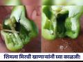 शिमला मिरची खात असाल तर व्हा सावध, मिरची कापताच बाहेर आला एक जीव आणि.... - Marathi News | VIDEO : Woman finds thread worms in capsicum | Latest health News at Lokmat.com