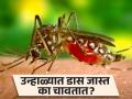 कोणत्या कारणांमुळे उन्हाळ्यात जास्त चावतात डास? जाणून घ्या कारण... - Marathi News | Why mosquitoes bite more in summer, know the reason | Latest jarahatke News at Lokmat.com