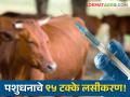 Animal Vaccination : जनावरांच्या लाखखूरकुत, PPR, LSD रोगांच्या प्रतिबंधासाठी ९५ टक्के लसीकरण 'पशुसंवर्धन'कडून पूर्ण - Marathi News | Animal Vaccination 95% of animal vaccinations for prevention of diseases such as Lactobacillus, PPR, LSD are completed by Animal Husbandry | Latest agriculture News at Lokmat.com
