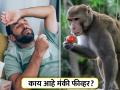 काय आहे मंकी फीव्हर? कर्नाटकात दोघांचा मृत्यू, जाणून घ्या लक्षणं! - Marathi News | Monkey Fever : Monkey Fever kills 2 in Karnataka know definition transmission prevention | Latest health News at Lokmat.com