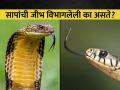 सापाच्या जिभेला दोन टोक का असतात? जाणून घ्या कारण... - Marathi News | Why snakes have forked tongues? Know the reason | Latest jarahatke Photos at Lokmat.com