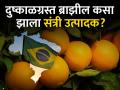 दुष्काळी ब्राझीलमध्ये संत्री बहरतात, भारताचे घोडे कुठे अडले? - Marathi News | Oranges bloom in drought-stricken Brazil, where are India's horses stuck? | Latest agriculture News at Lokmat.com