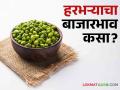 Harbhara market: पुणे बाजारसमितीत हरभऱ्याला मिळतोय सर्वाधिक भाव, कुठे कसा बाजारभाव मिळतोय? - Marathi News | Harbhara market: Harbhara is getting the highest price in Pune market committee, where and how is the market price? | Latest agriculture News at Lokmat.com