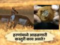 हरणांच्या पोटात असणारी कस्तुरी काय असते? का मिळते बाजारात त्याला इतकी किंमत? - Marathi News | What is musk in the stomach of deer? Why does he get such a price in the market? | Latest jarahatke News at Lokmat.com