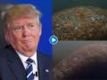 VIDEO : 'या' समुद्री जीवाच्या पाठीवर लिहिलं TRUMP यांचं नाव, आरोपीची माहिती देणाऱ्यास मिळणार ३ लाख रूपये! - Marathi News | US fish and wildlife service are looking for the person who wrote trump on a sea mamma | Latest social-viral News at Lokmat.com