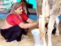 SEE PICS! 62-year-old Navalben sells Rs 1 crore worth of milk in a year - Hindi News | SEE PICS! 62-year-old Navalben sells Rs 1 crore worth of milk in a year | Latest social-viral Photos at Lokmattimes.com