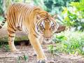 वाघाच्या हल्ल्यात महिला ठार, राजगाटातील तिसरी घटना - Marathi News | woman killed in tiger attack, third incident in Rajgat | Latest gadchiroli News at Lokmat.com