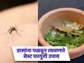 उन्हाळ्यात डासांमुळे झोपेचं खोबरं होतं? लगेच करा हे बेस्ट घरगुती उपाय मग बघा कमाल! - Marathi News | Best home remedies to get rid of mosquitoes in summer | Latest health News at Lokmat.com