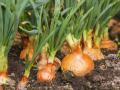 अमरावती जिल्ह्यातील मार्डा गावात ४५० एकरात कांदा लागवड - Marathi News | Onion cultivation in 450 acres in Marda village in Amravati district | Latest amravati News at Lokmat.com
