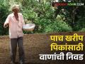 Kharif sowing: खरीप हंगामाला होतेय सुरुवात, कापसासह ५ पिकांसाठी करा या वाणांची निवड - Marathi News | Kharif sowing: As Kharif season begins, select these varieties for 5 crops including cotton | Latest agriculture News at Lokmat.com