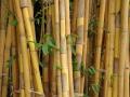 वीजनिर्मितीसाठी इंधन म्हणून बांबूचा वापर हा चांगला पर्याय  - Marathi News | Using bamboo as a fuel for power generation is a good option | Latest nagpur News at Lokmat.com