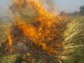 मंगरुळला दोनदा आग लागून २५ हजाराचा चारा खाक - Marathi News | Mangrul caught fire twice and destroyed 25,000 fodder | Latest jalgaon News at Lokmat.com