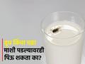 दूध किंवा चहा माशी पडल्यावरही पिऊ शकता का? मेडिकल सायन्सच्या उत्तराने बसेल धक्का - Marathi News | Can we drink milk or tea after falling house fly in it know foods poisoning symptoms | Latest health Photos at Lokmat.com