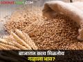 गव्हाच्या काढणीला होणार सुरुवात, सध्या काय मिळतोय बाजारभाव? - Marathi News | | Latest agriculture News at Lokmat.com