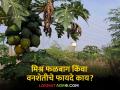 Agro Forestry : मिश्रफळबाग किंवा वनशेतीचा माती संवर्धनासाठी किती फायदा? किती मिळते उत्पन्न? - Marathi News | Agro Forestry How much benefit does mixed orchard or forestry have for soil conservation? How much income does it provide? | Latest agriculture News at Lokmat.com