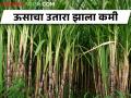 दुष्काळी स्थितीमुळे उसाचा उतारा झाला कमी, तोडणीसाठी मजूरही मिळेनात! - Marathi News | Due to the drought conditions, the yield of sugarcane is reduced, laborers are not even available for cutting! | Latest agriculture News at Lokmat.com