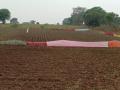 रंगीबेरंगी साड्यांनी नटले शेतशिवार; वन्यप्राण्यांचा हैदोस - Marathi News | Farm fencing with colorful sarees | Latest chandrapur News at Lokmat.com