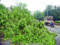 'या' कारणांमुळे 'ही' झाडे छाेट्या वादळातही उन्मळून पडतात  - Marathi News | Due to these reasons, these trees are uprooted even in a short storm | Latest nagpur News at Lokmat.com