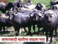 जाफराबादी दुभत्या म्हशींचा तोरा वाढला, कशाने वाढल्यात किमती? - Marathi News | Jafarabadi dairy buffalo price incresed in the market, what has increased the prices? | Latest agriculture News at Lokmat.com