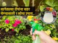 कुंडीतल्या रोपांना बहर येण्यासाठी १ सोपा उपाय, बाग होईल हिरवीगार-फुलतील रंगबिरंगी फुलं... - Marathi News | Easy home made pesticide for blooming plants : 1 easy solution to make potted plants bloom, the garden will be green - colorful flowers in bloom... | Latest sakhi News at Lokmat.com