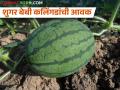 शुगर बेबी कलिंगडे बाजारात येण्यास सुरुवात, कसं वाढवतात या फळाला? - Marathi News | Sugar baby watermelon started to come in the market, how to grow this fruit? | Latest agriculture News at Lokmat.com