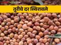 Tur Market: तूरीचे दर स्थिरावले, दर आले प्रतिक्विंटल इतक्या रुपयांवर - Marathi News | Tur Market: Tur prices stabilized, per quintal at Rs.. | Latest agriculture News at Lokmat.com