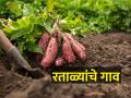 रताळे विकत या गावाने केली कोट्यवधींची उलाढाल - Marathi News | By selling sweet potatoes, this village made a turnover of crores | Latest agriculture News at Lokmat.com