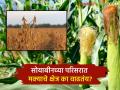 Maize Farming : दूग्धव्यवसाय अन् पोल्ट्रीमुळे सोयाबीन उत्पादकांचा मका लागवडीकडे वाढला कल - Marathi News | Farmers turn to soybeans due to dairy and poultry! The amount of maize cultivation began to increase | Latest agriculture News at Lokmat.com