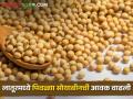 Soybean: लातूरमध्ये पिवळ्या सोयाबीनची आज सर्वाधिक आवक, काय मिळतोय भाव? - Marathi News | | Latest agriculture News at Lokmat.com