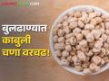 बुलढाण्यात काबुली चणा वरचढ, हायब्रीड हरभऱ्यालाही मिळतोय चांगला बाजारभाव - Marathi News | | Latest agriculture News at Lokmat.com