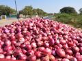 उन्हाळी कांद्याने रडविले; लागवडीचा खर्च वाढला - Marathi News | Cried the summer onion; The cost of cultivation increased | Latest amravati News at Lokmat.com