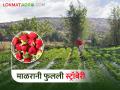 माळरानावर फुलवला स्ट्रॉबेरीचा मळा, आंतरपीक घेतलं ड्रॅगन फ्रूटचं! हा शेतकरी कमावतोय लाखो - Marathi News | Malrani flowered a strawberry field in 12 bunches, took an intercrop of dragon fruit! This farmer is earning millions | Latest agriculture News at Lokmat.com
