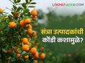 महाराष्ट्रातील संत्री उत्पादकांची कोंडी, नुकसानाची टांगती तलवार डोक्यावर कशामुळे? - Marathi News | | Latest agriculture News at Lokmat.com